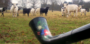 White Park Cattle are drawn to the sound of the alphorn