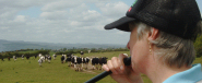 A herd of Holsteins approach from another field at the sound of the alphorn